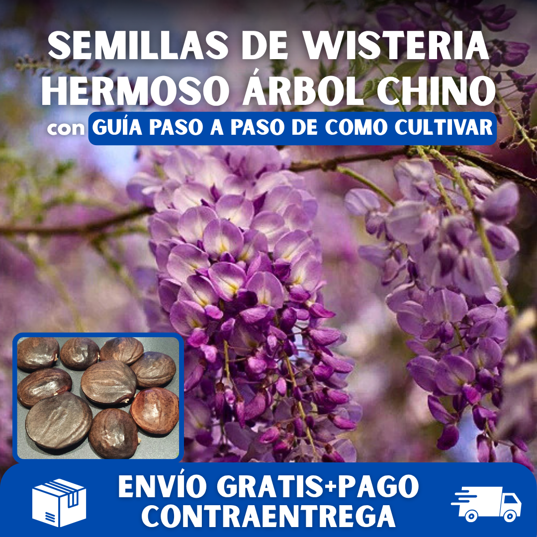 🌸PACK SEMILLAS WISTERIA DE HERMOSO ÁRBOL CHINO