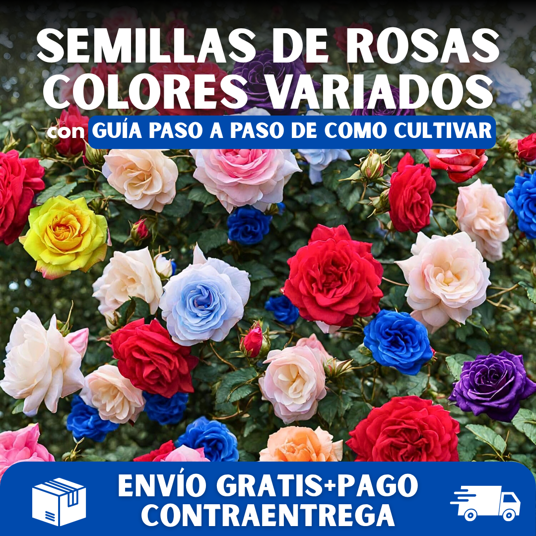 🌺PACK SEMILLAS DE ROSAS COLORES MIXTOS