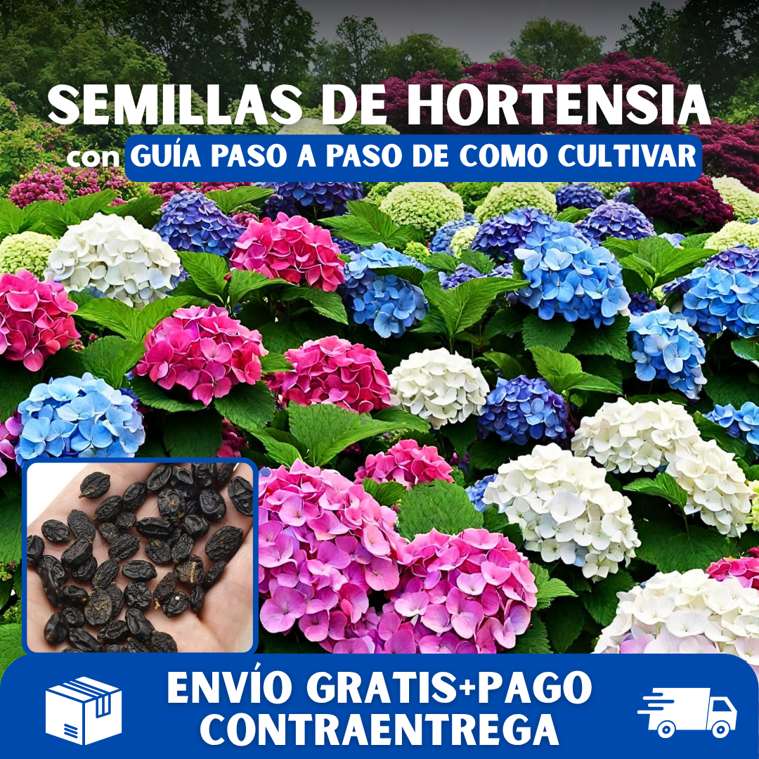 🪷PACK SEMILLAS DE HORTENSIA COLORES MIXTOS