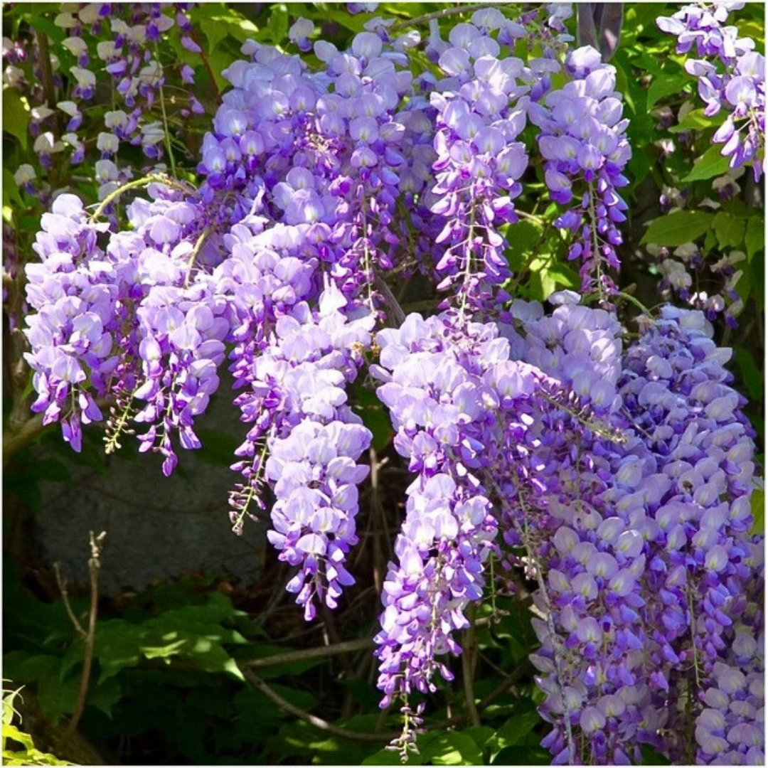🌸PACK SEMILLAS WISTERIA DE HERMOSO ÁRBOL CHINO