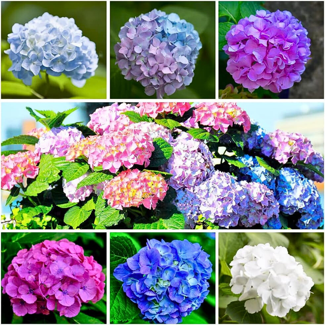 🪷PACK SEMILLAS DE HORTENSIA COLORES MIXTOS