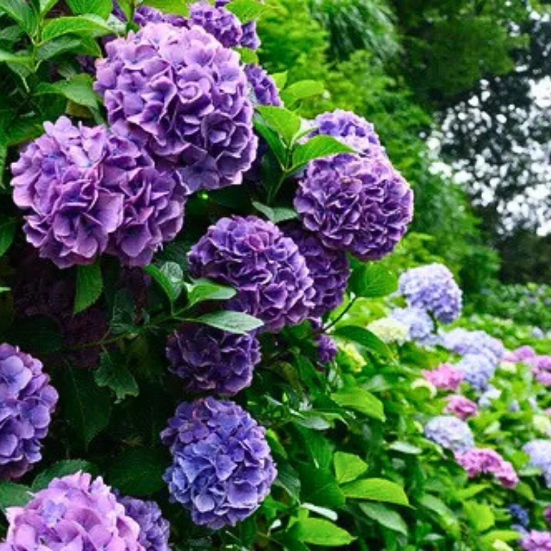 🪷PACK SEMILLAS DE HORTENSIA COLORES MIXTOS