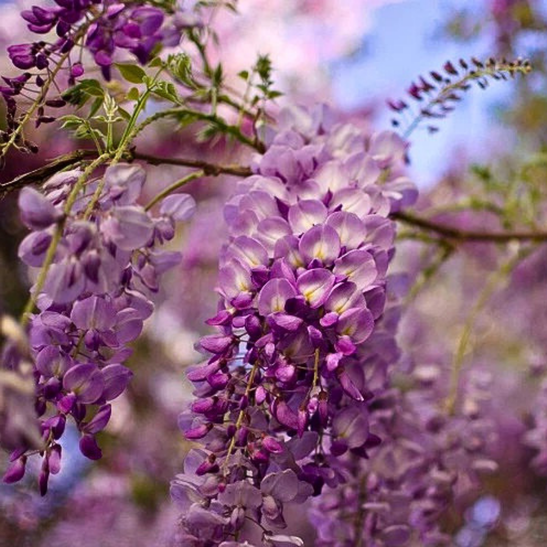 🌸PACK SEMILLAS WISTERIA DE HERMOSO ÁRBOL CHINO