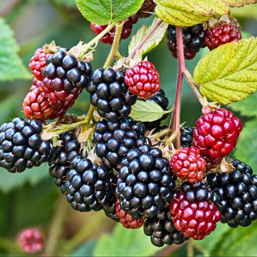 🍇PACK 100 SEMILLAS DE MORA