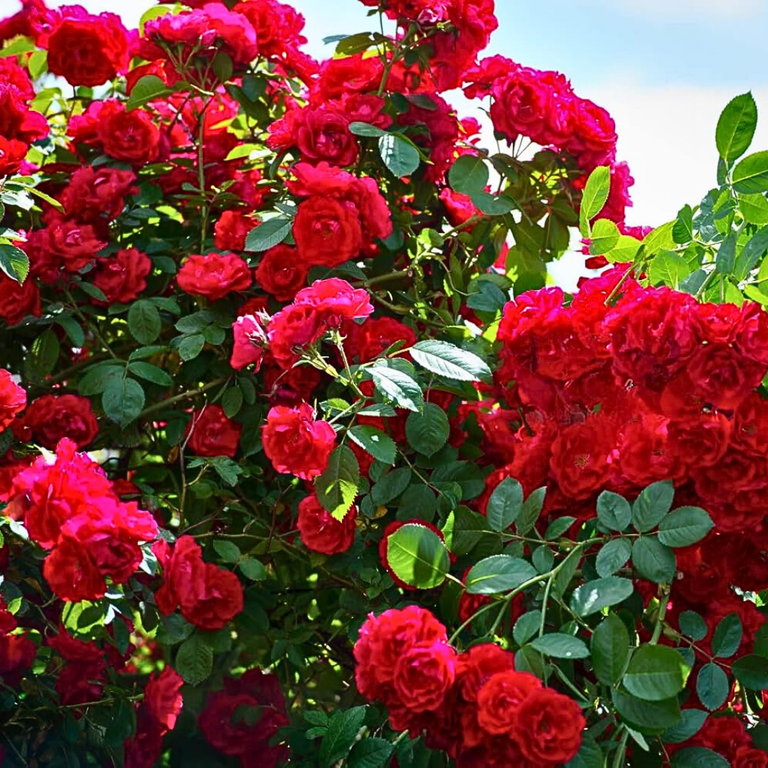 🌺PACK SEMILLAS DE ROSAS COLORES MIXTOS