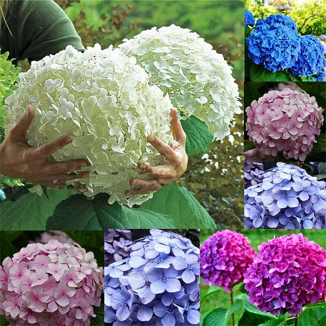 🪷PACK SEMILLAS DE HORTENSIA COLORES MIXTOS