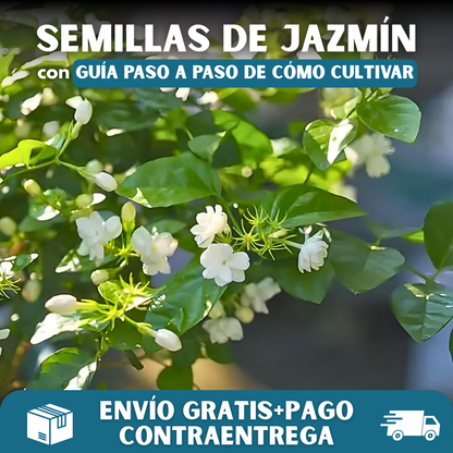 PACK x100 SEMILLAS DE JAZMÍN