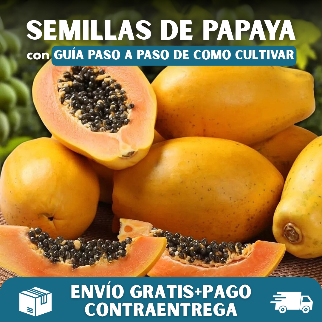 🥭PACK x100 SEMILLAS DE PAPAYA🌱