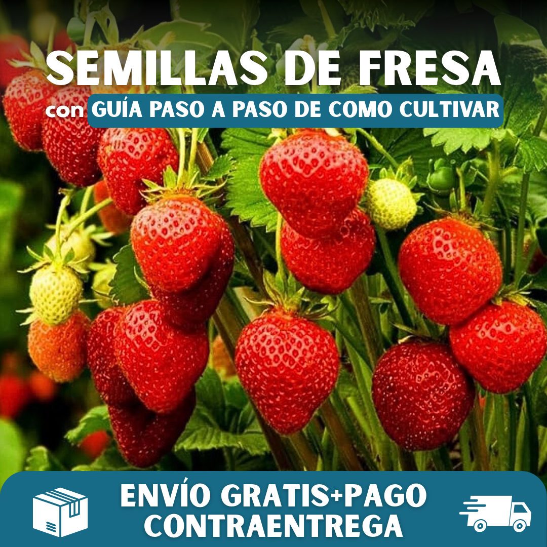 🍓PACK x150 SEMILLAS DE FRESA🌱