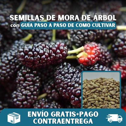 🍇PACK X200 SEMILLAS DE MORA DULCE DE ÁRBOL