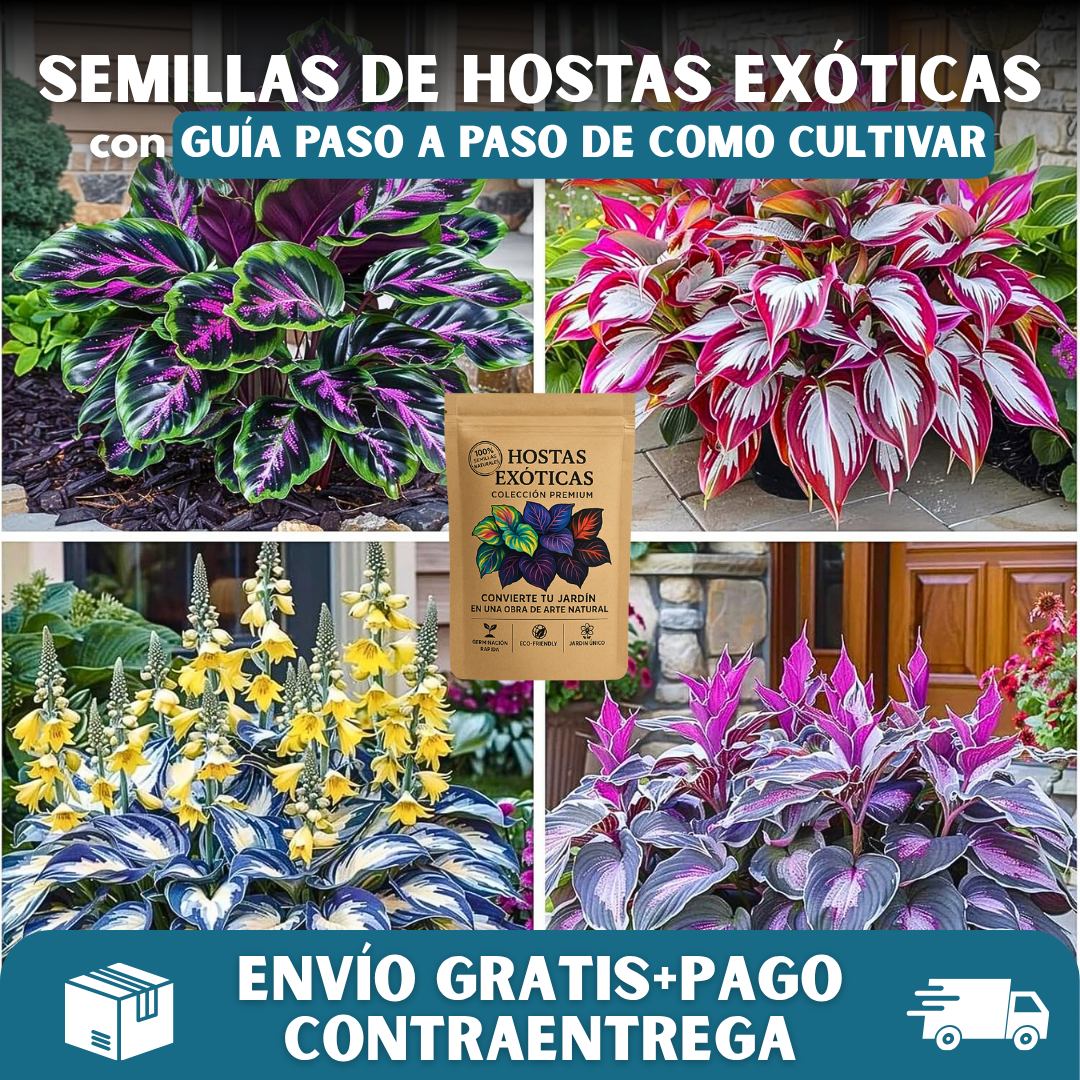 🌿PACK X200 SEMILLAS HOSTAS EXÓTICAS🌈
