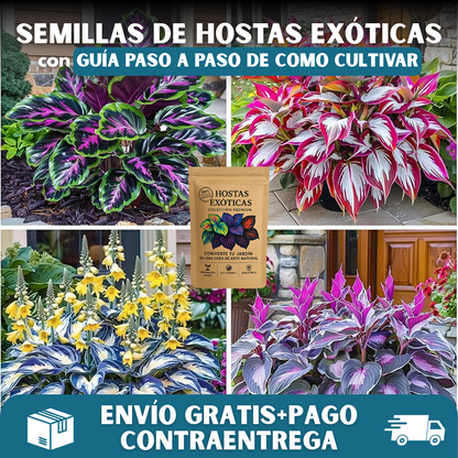 🌿PACK X200 SEMILLAS HOSTAS EXÓTICAS🌈