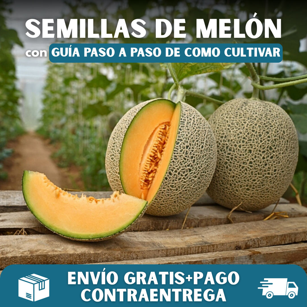 🍈PACK x100 SEMILLAS DE MELÓN🌱