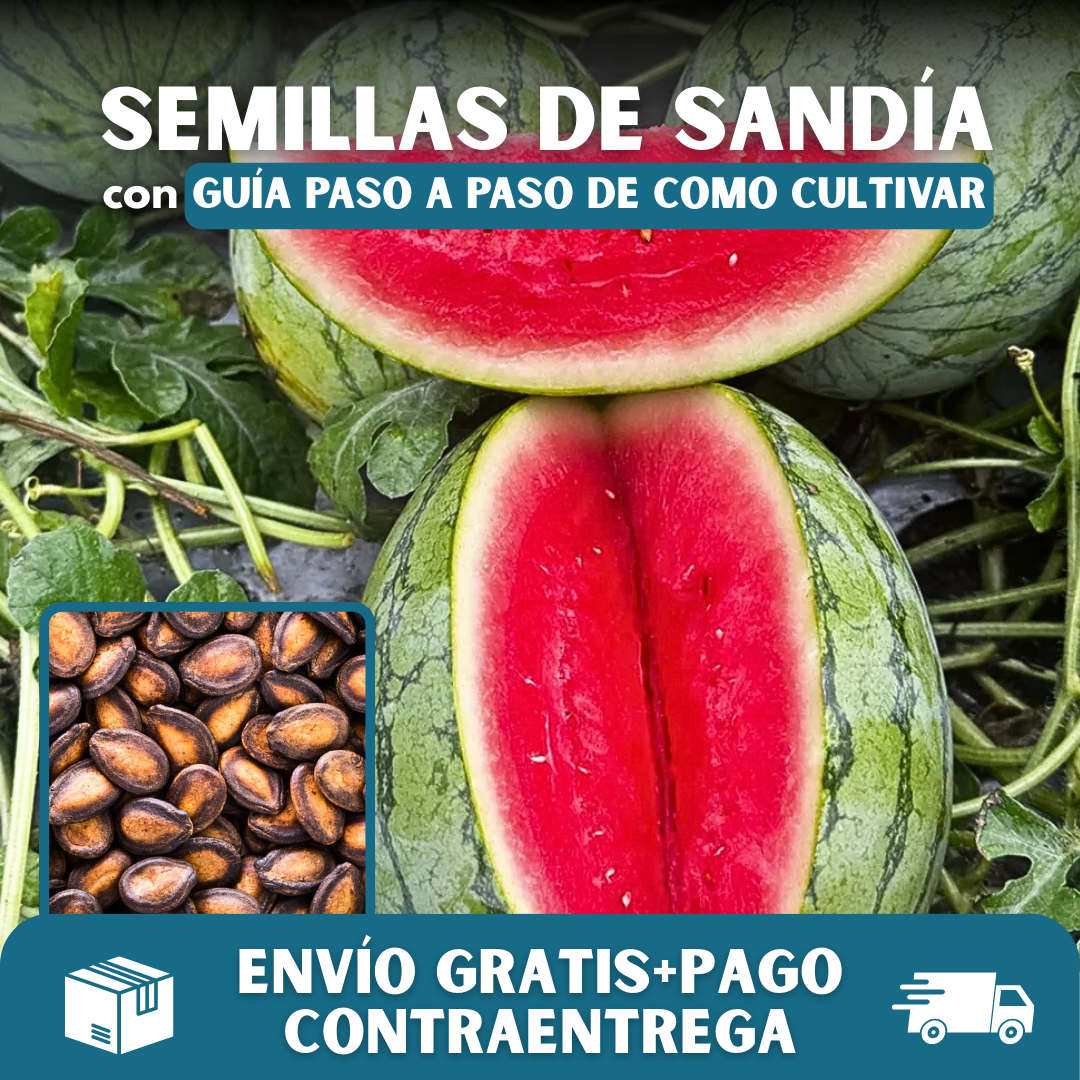 🍉PACK x100 SEMILLAS DE SANDÍA🌱
