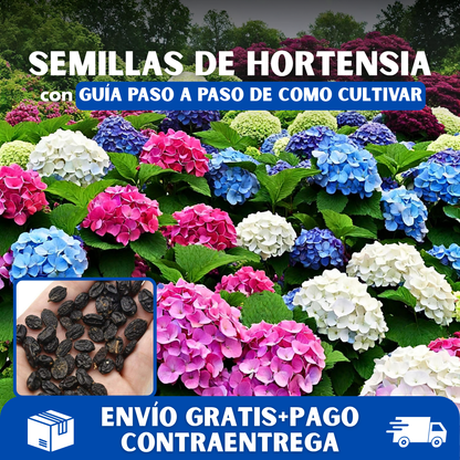 🪷PACK SEMILLAS DE HORTENSIA COLORES MIXTOS