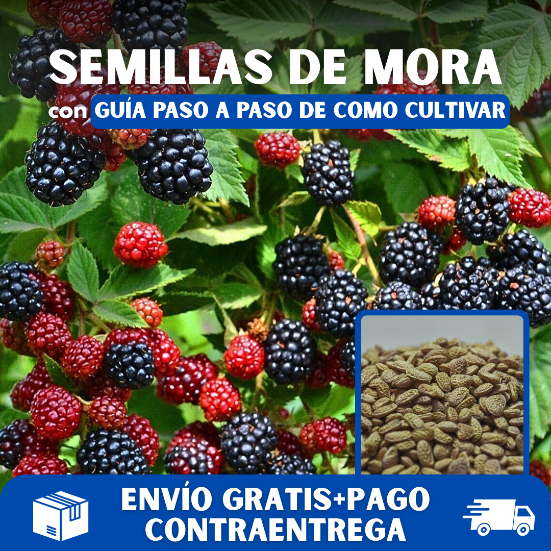 🍇PACK 100 SEMILLAS DE MORA