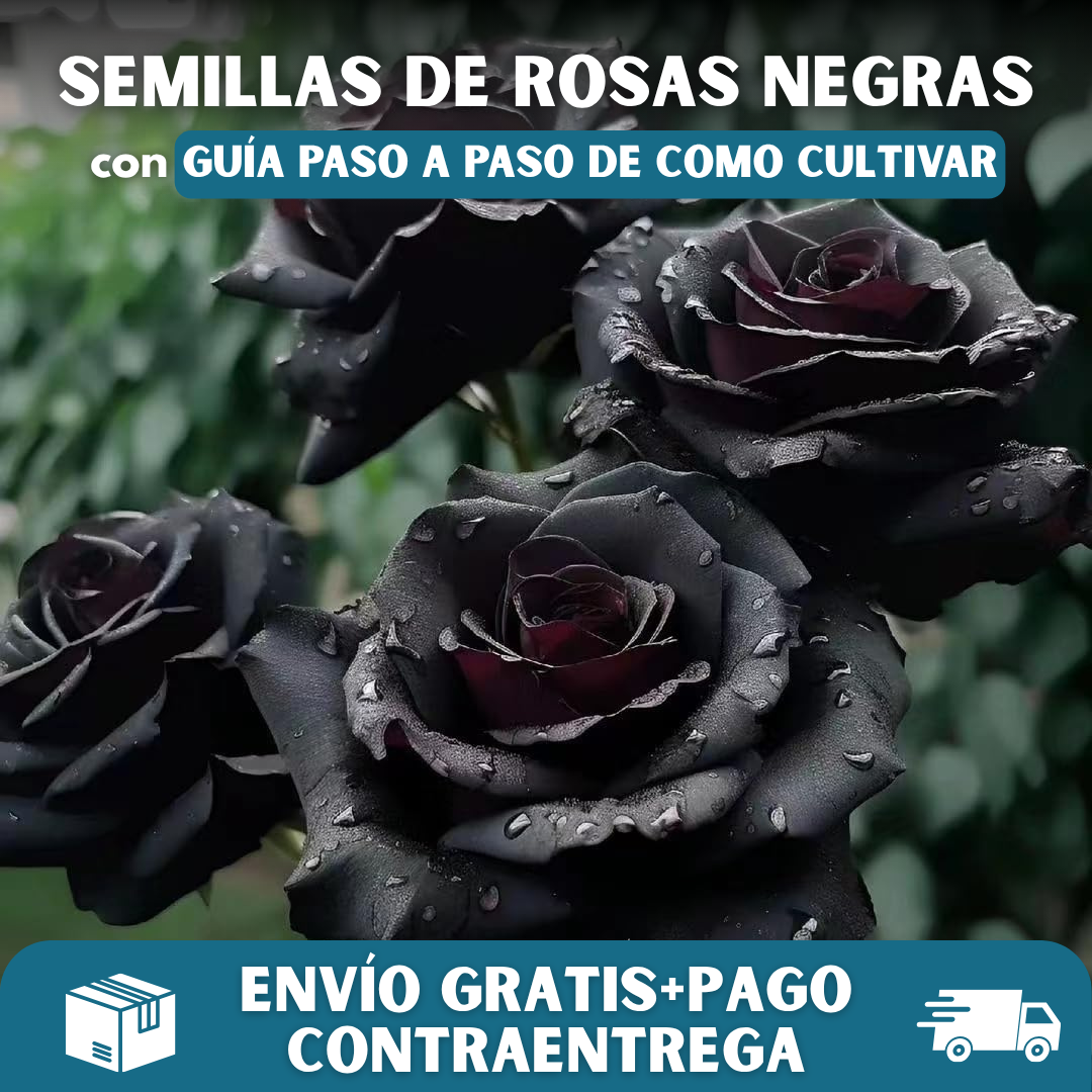 🌹PACK X200 SEMILLAS DE ROSAS NEGRAS🖤
