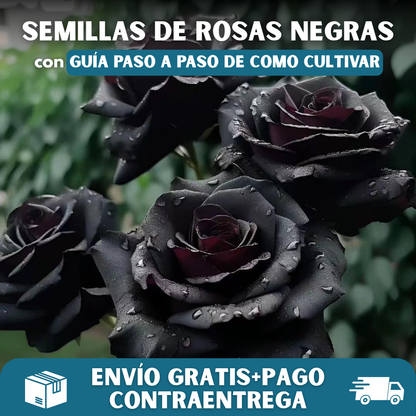 🌹PACK X200 SEMILLAS DE ROSAS NEGRAS🖤