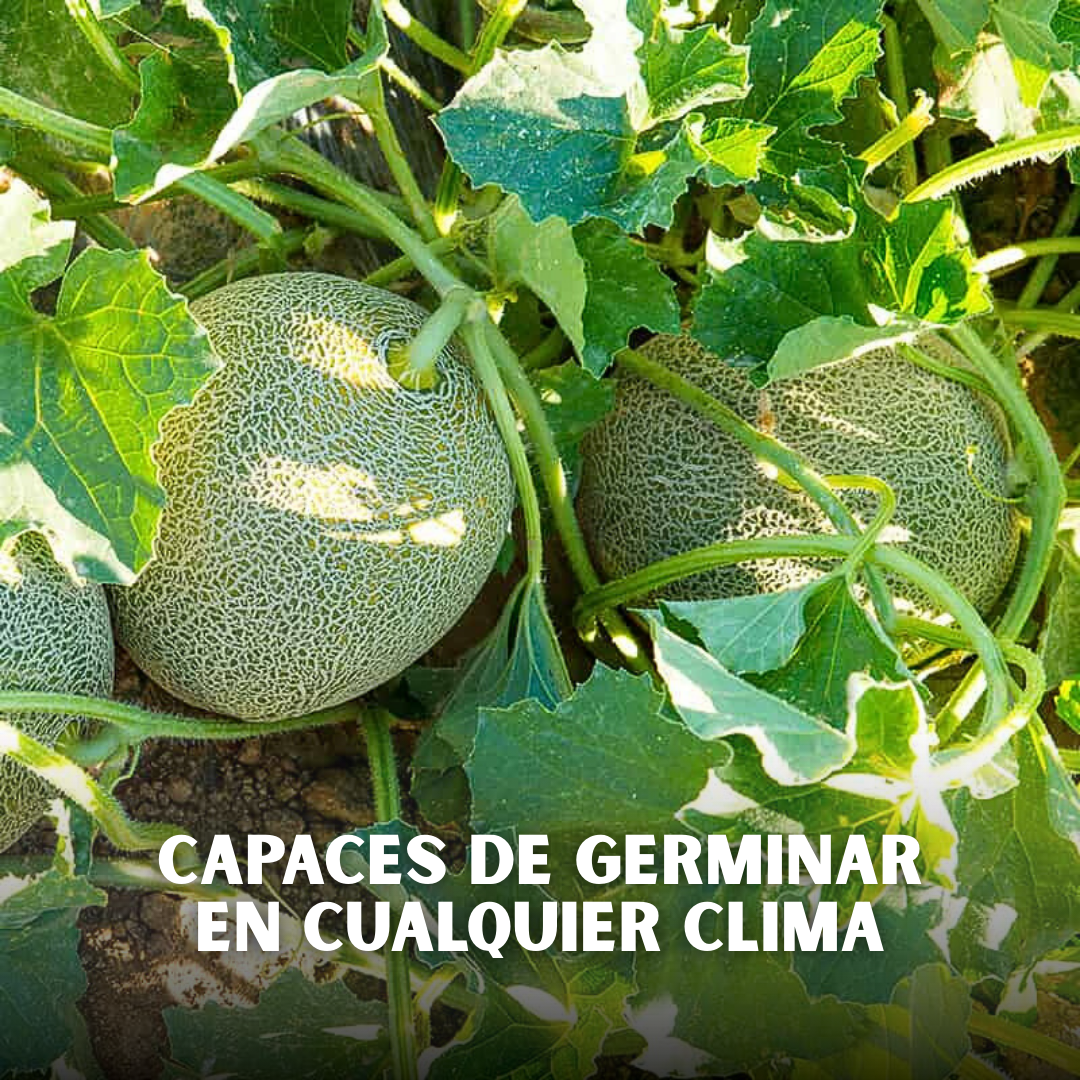 🍈PACK x100 SEMILLAS DE MELÓN🌱