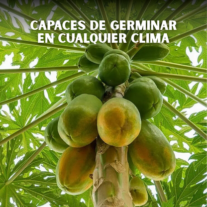 🥭PACK x100 SEMILLAS DE PAPAYA🌱