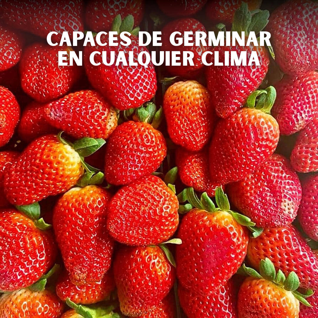 🍓PACK x150 SEMILLAS DE FRESA🌱