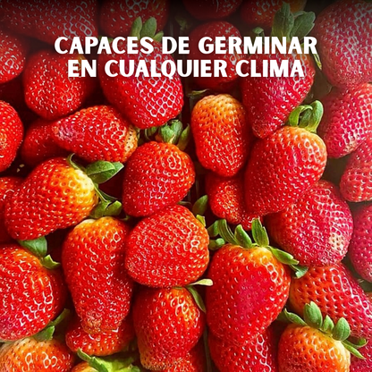 🍓PACK x150 SEMILLAS DE FRESA🌱