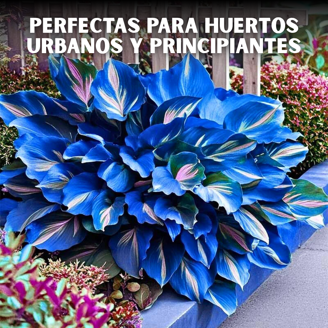 🌿PACK X200 SEMILLAS HOSTAS EXÓTICAS🌈