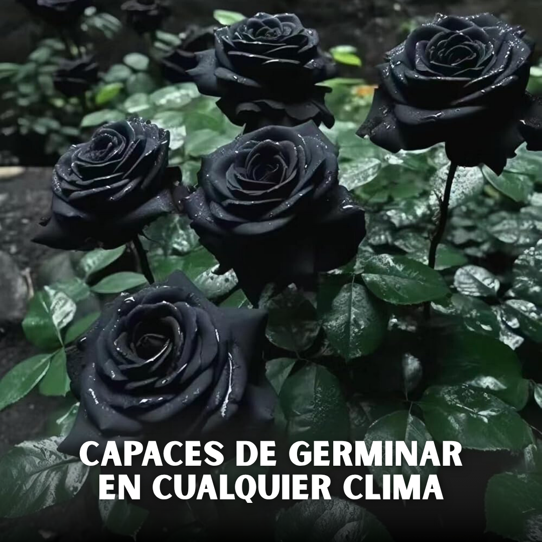 🌹PACK X200 SEMILLAS DE ROSAS NEGRAS🖤