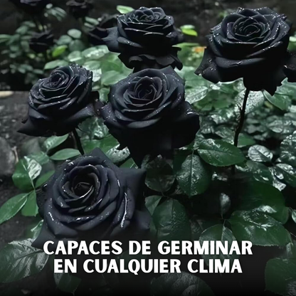 🌹PACK X200 SEMILLAS DE ROSAS NEGRAS🖤