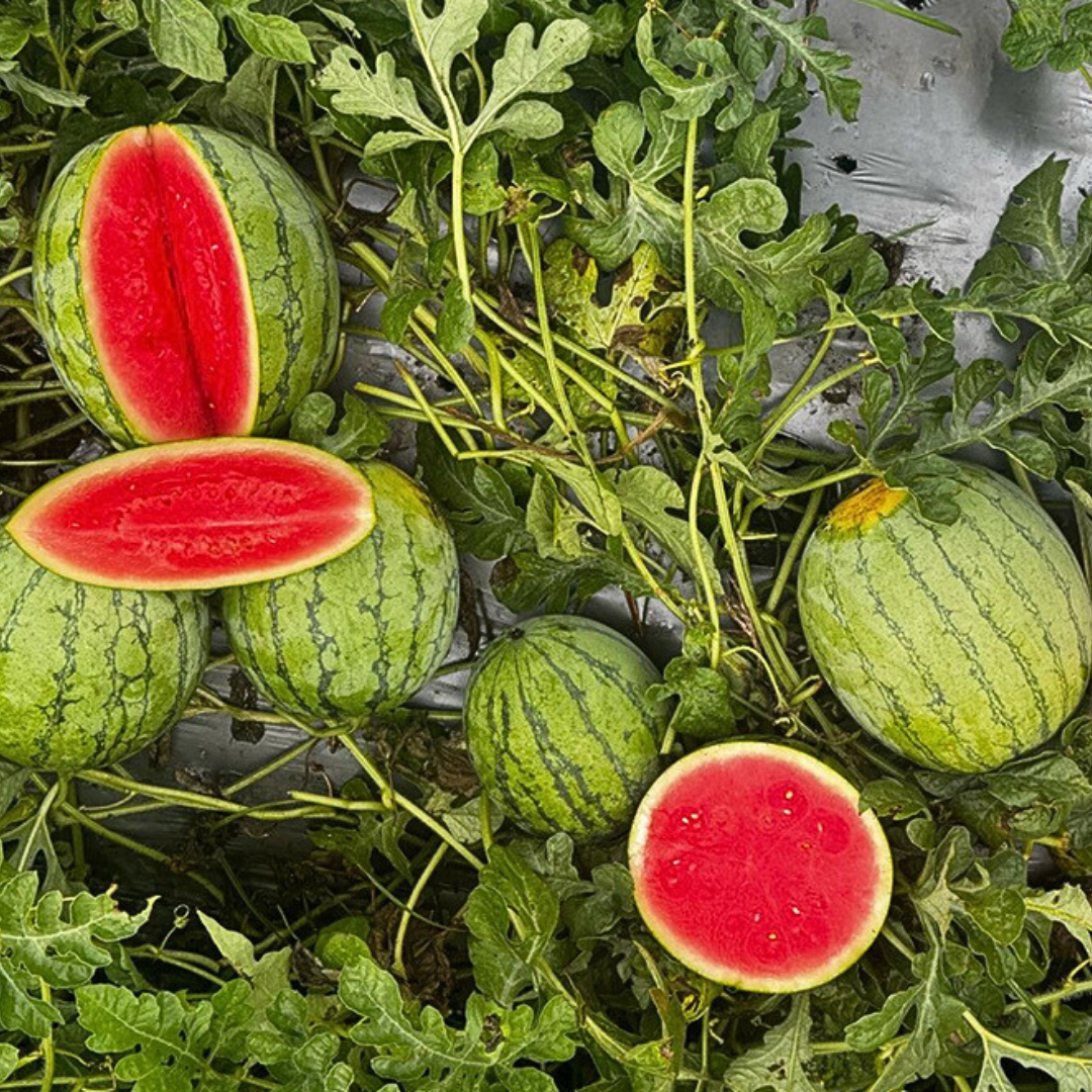 🍉PACK x100 SEMILLAS DE SANDÍA🌱