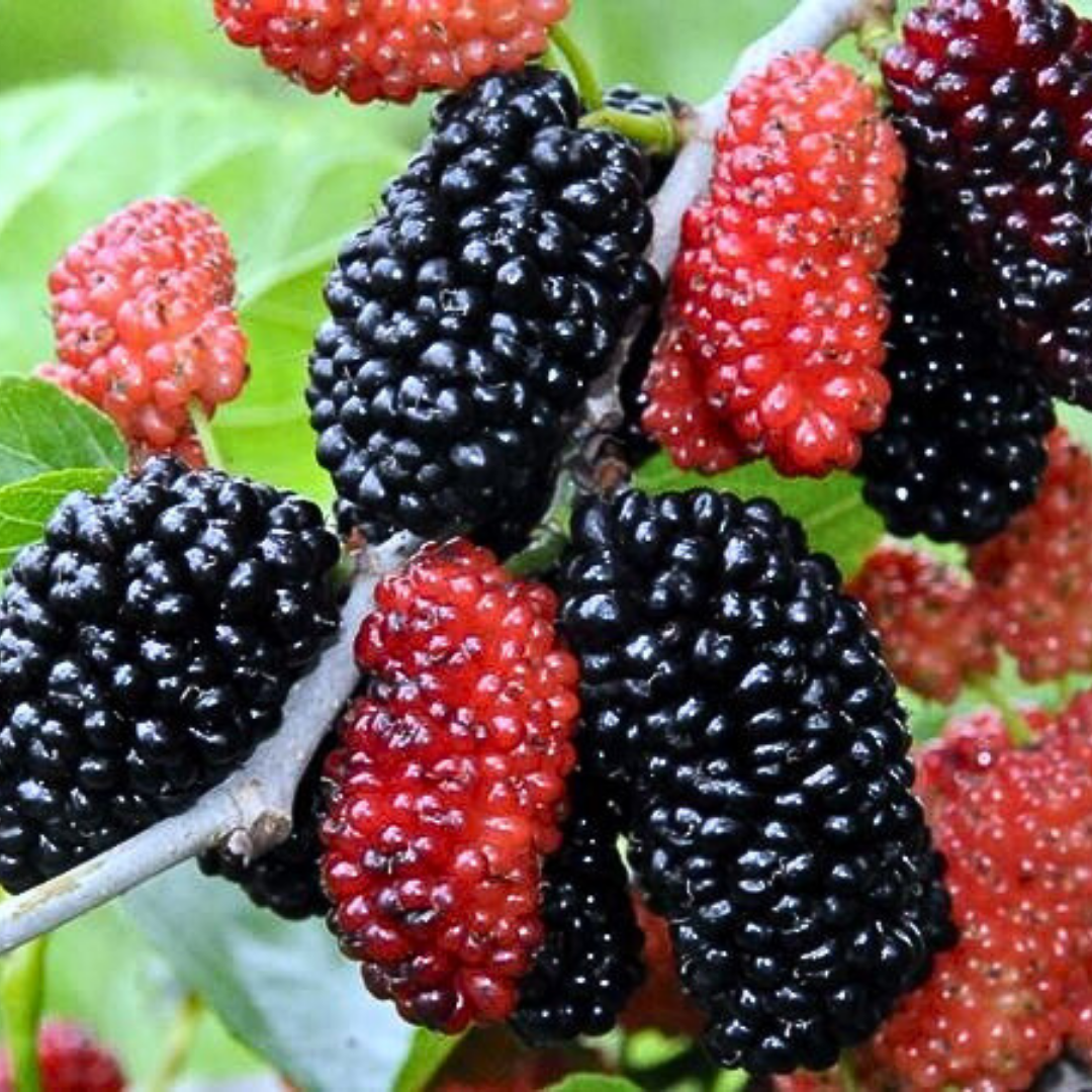 🍇PACK X200 SEMILLAS DE MORA DULCE DE ÁRBOL