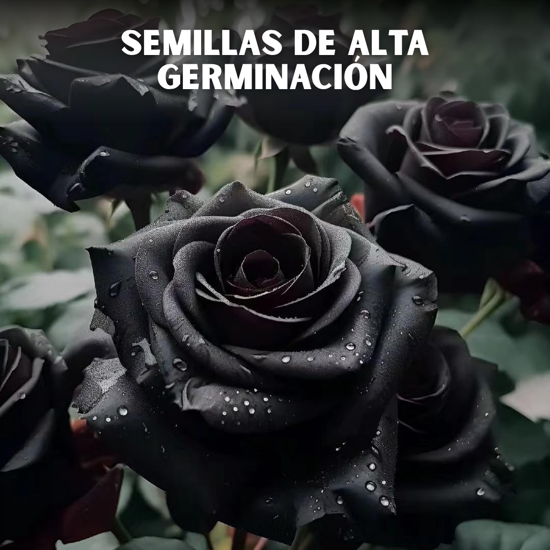 🌹PACK X200 SEMILLAS DE ROSAS NEGRAS🖤