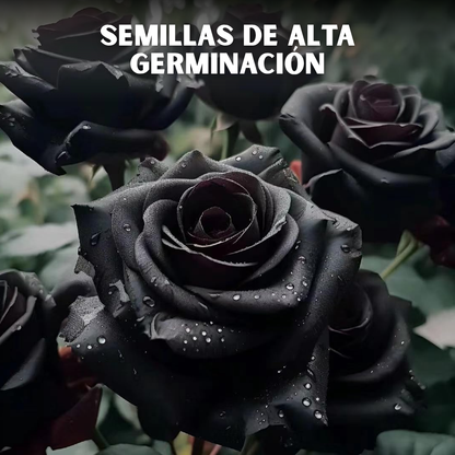 🌹PACK X200 SEMILLAS DE ROSAS NEGRAS🖤