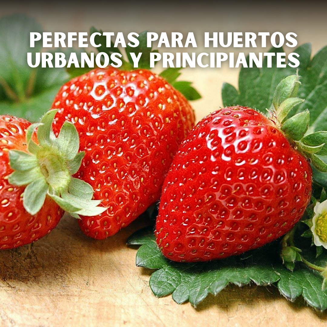 🍓PACK x150 SEMILLAS DE FRESA🌱