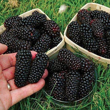 🍇PACK X200 SEMILLAS DE MORA DULCE DE ÁRBOL