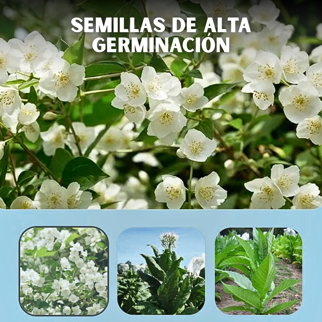 PACK x100 SEMILLAS DE JAZMÍN