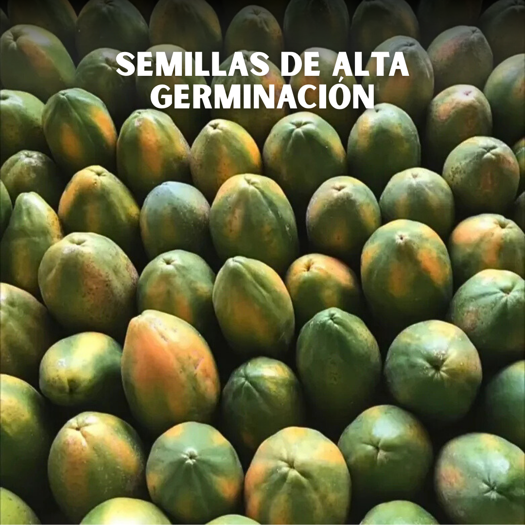 🥭PACK x100 SEMILLAS DE PAPAYA🌱