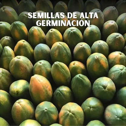 🥭PACK x100 SEMILLAS DE PAPAYA🌱