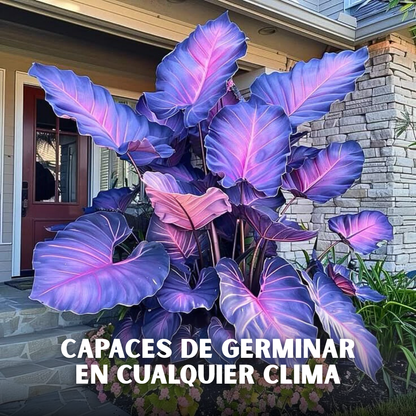 🌿PACK X200 SEMILLAS HOSTAS EXÓTICAS🌈