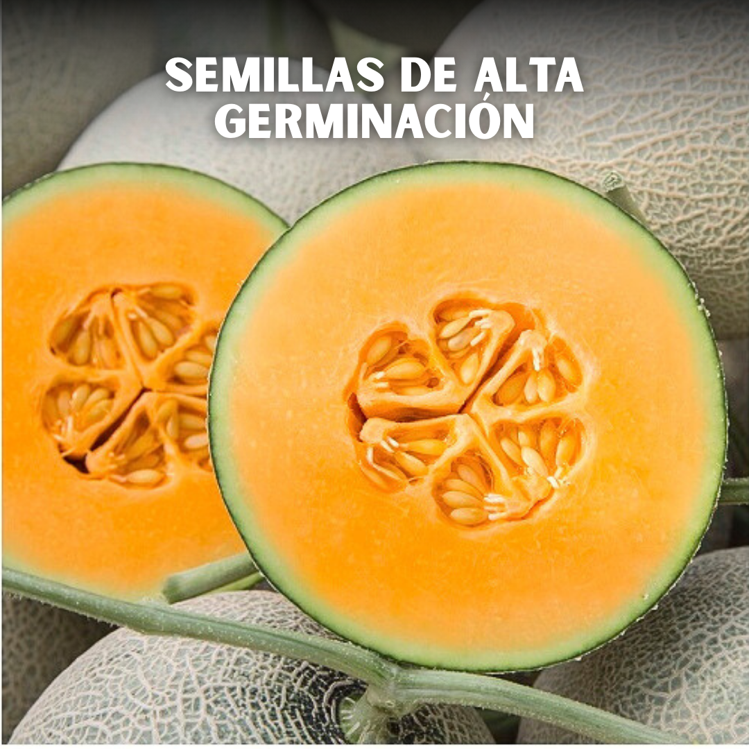 🍈PACK x100 SEMILLAS DE MELÓN🌱