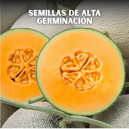 🍈PACK x100 SEMILLAS DE MELÓN🌱