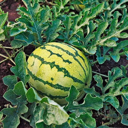 🍉PACK x100 SEMILLAS DE SANDÍA🌱