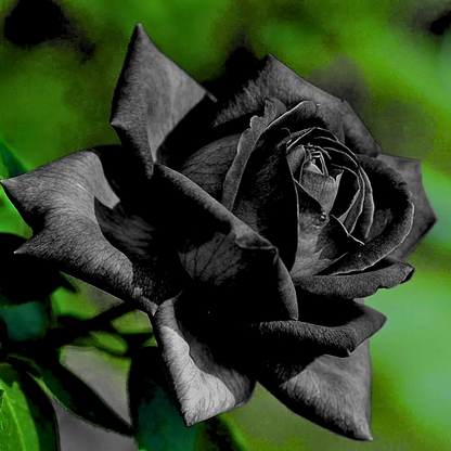 🌹PACK X200 SEMILLAS DE ROSAS NEGRAS🖤