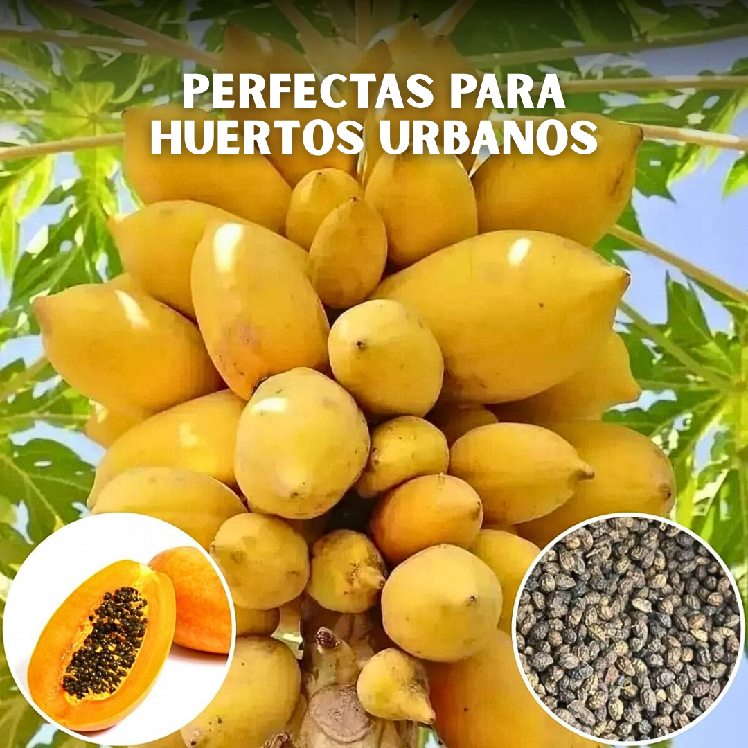 🥭PACK x100 SEMILLAS DE PAPAYA🌱