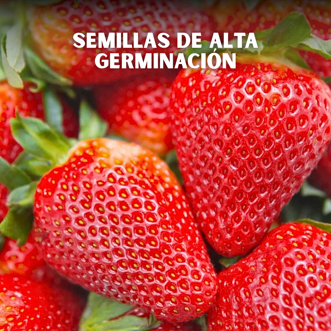 🍓PACK x150 SEMILLAS DE FRESA🌱
