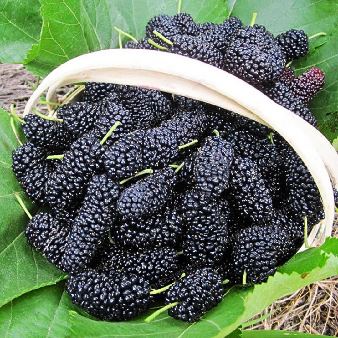 🍇PACK X200 SEMILLAS DE MORA DULCE DE ÁRBOL