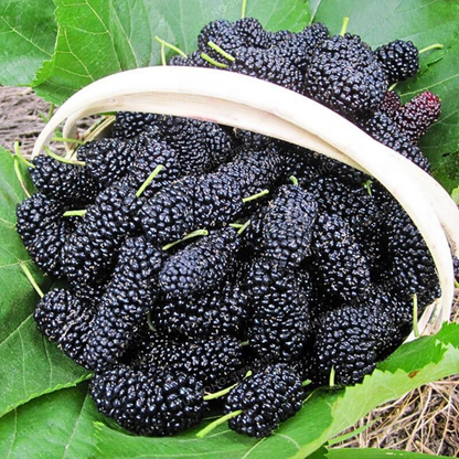 🍇PACK X200 SEMILLAS DE MORA DULCE DE ÁRBOL