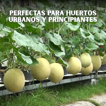 🍈PACK x100 SEMILLAS DE MELÓN🌱