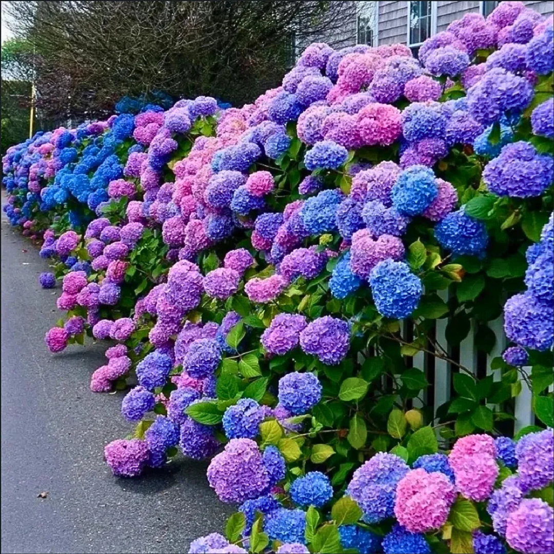 🪷PACK SEMILLAS DE HORTENSIA COLORES MIXTOS