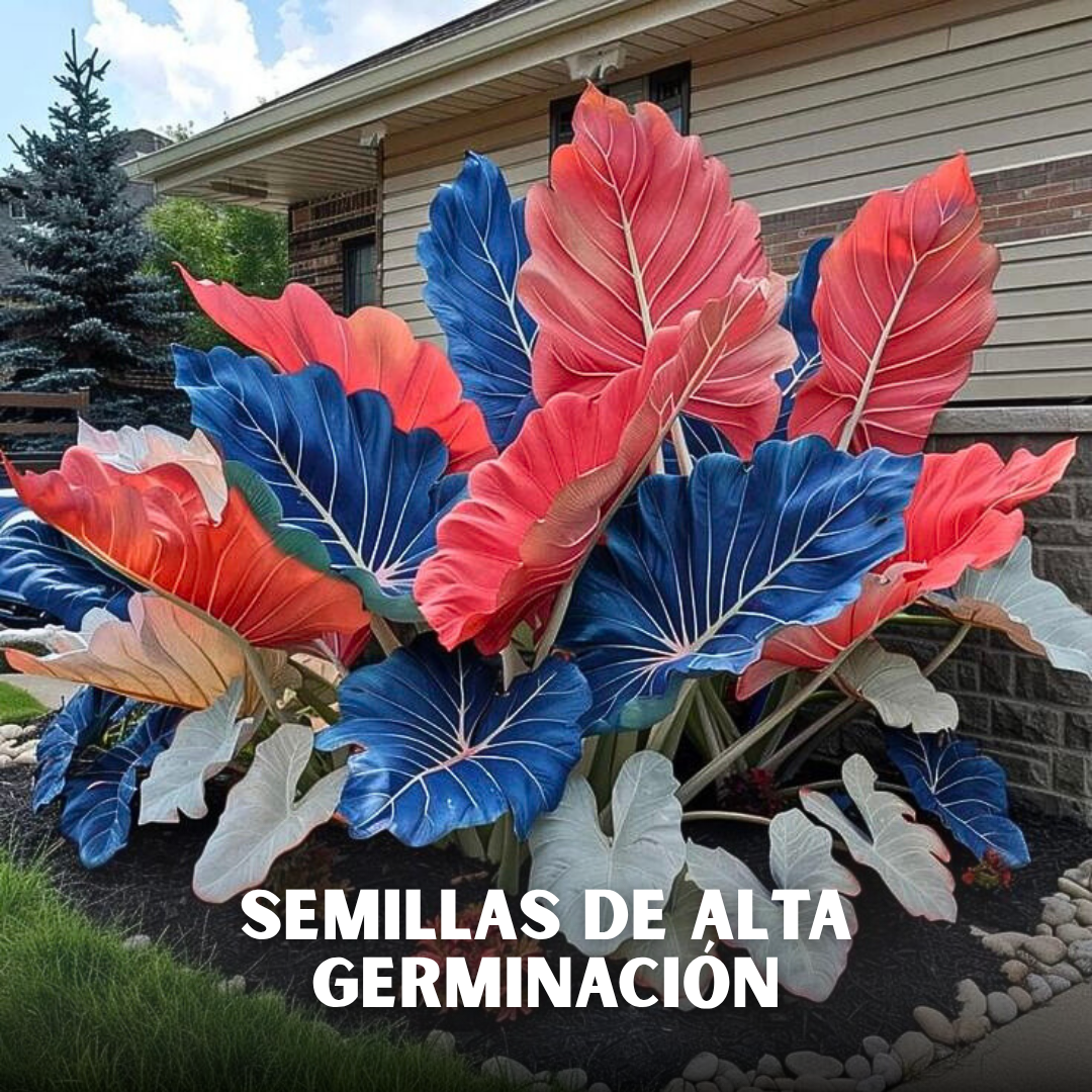 🌿PACK X200 SEMILLAS HOSTAS EXÓTICAS🌈